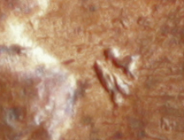 1983-P-LMC-Obverse-Impurity